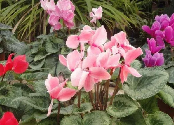 养殖科普|仙客来开花后怎么处理