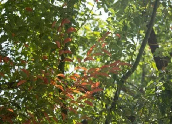 种植位置|樟树可以种在家门口吗