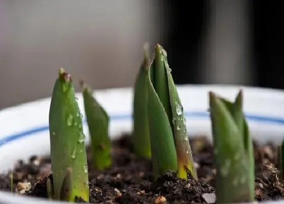 春天植物|郁金香种球春天可以种吗