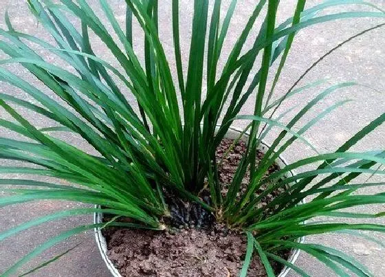植物排行|菖蒲品种哪个名贵 最名贵的菖蒲品种排名（图片）