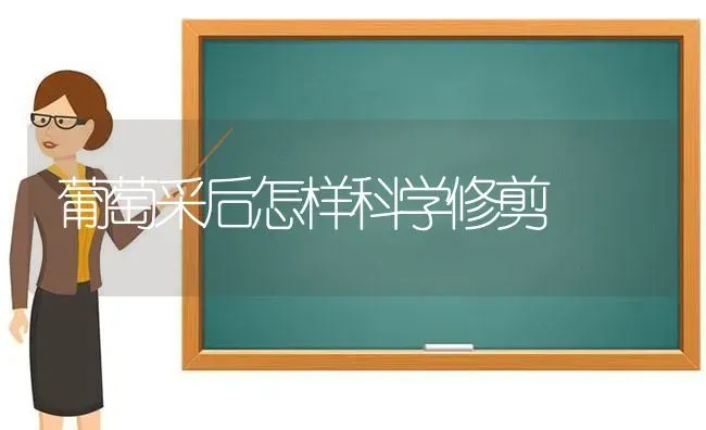 葡萄采后怎样科学修剪 | 瓜果种植