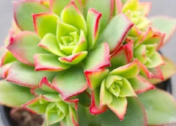 植物百科|艳日辉开花吗 开花什么样子