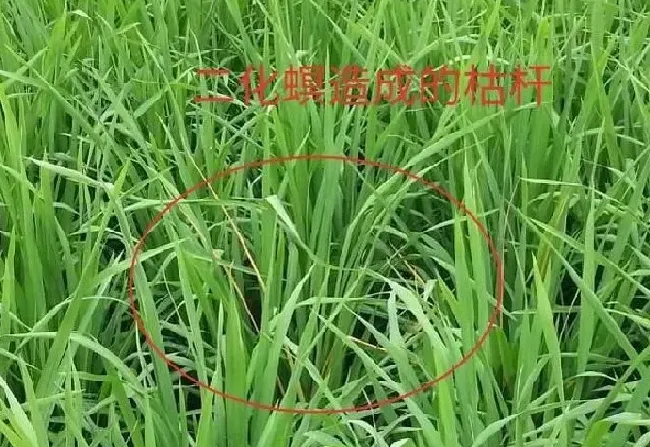 植物虫害|水稻二化螟虫害用什么方法防治效果比较好？