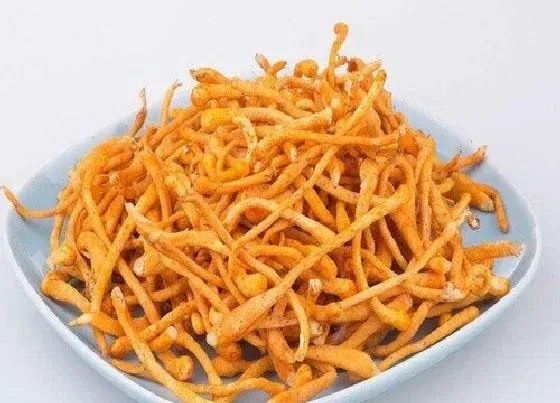 功效常识|冬虫草花的功效与作用及食用方法（虫草吃法与禁忌）