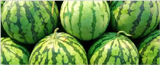 西瓜什么季节成熟 | 耕种资料