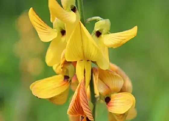 植物百科|猪屎菜又叫什么菜