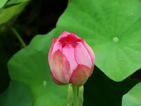 开花时间|莲花多长时间开花 养多久开花一次