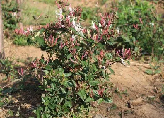 种植管理|金银花耐涝吗