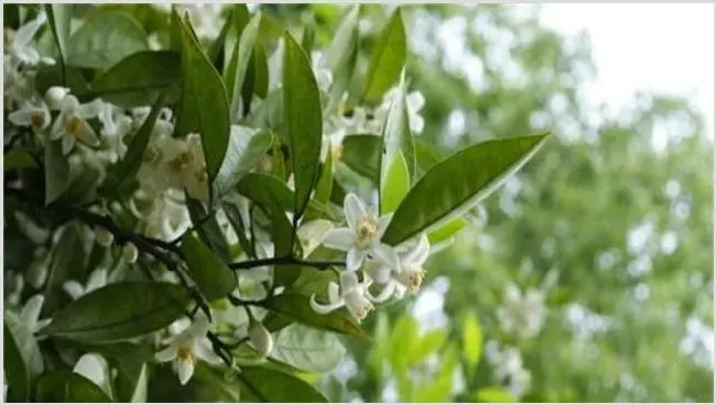 柚子雨后花期管理 | 农业科普