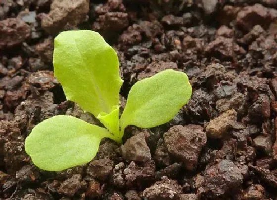 植物育苗|生菜几天出苗 播种到发芽出苗时间