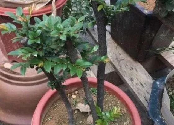 植物施肥|黑骨茶用什么肥料最好