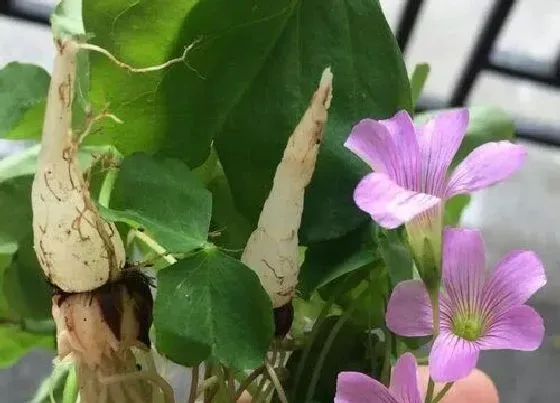 开花时间|酢浆草什么时候开花  在几月份开花