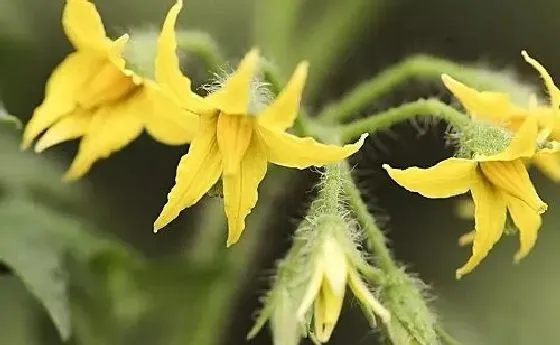 果实科普|番茄几月开花结果 什么时候开花结果