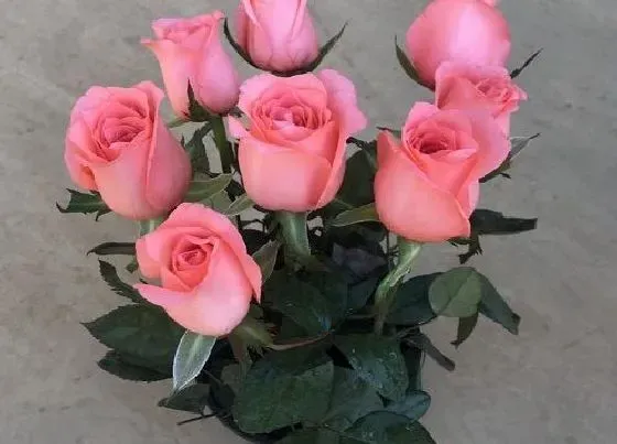 植物寓意|12朵花的花语是什么意思 送花12朵数的含义（全）
