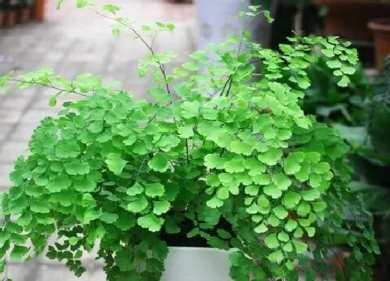 植物修剪|铁线蕨怎么修剪方法