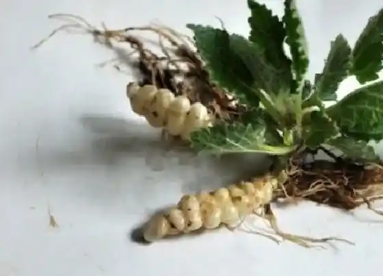 植物百科|甘露是什么植物类别