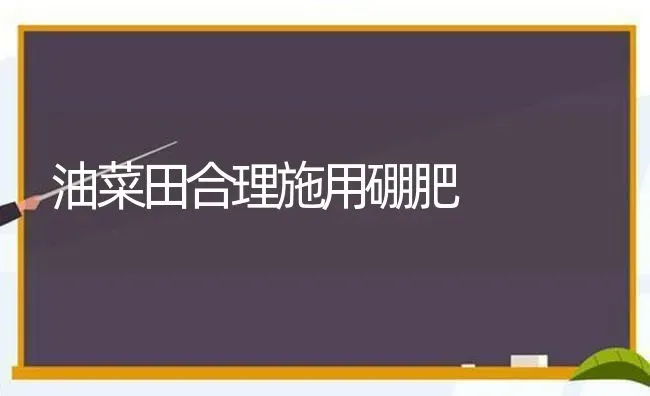 油菜田合理施用硼肥 | 粮油作物种植