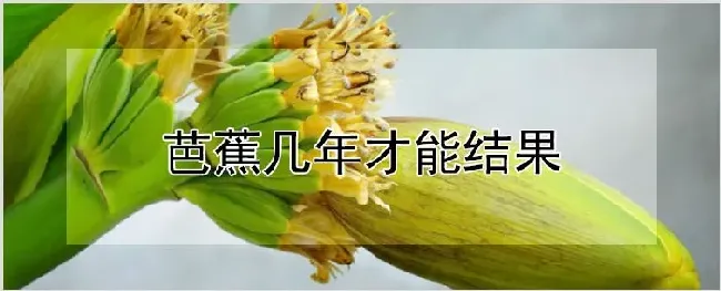 芭蕉几年才能结果 | 自然知识