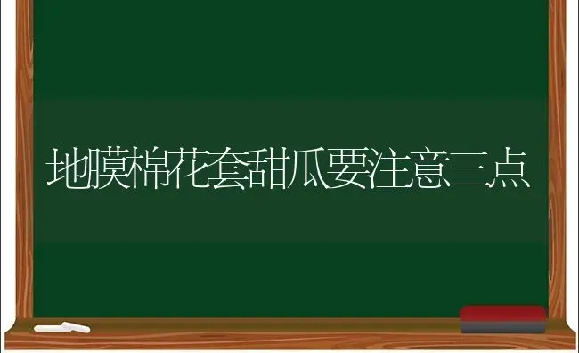 地膜棉花套甜瓜要注意三点 | 瓜果种植