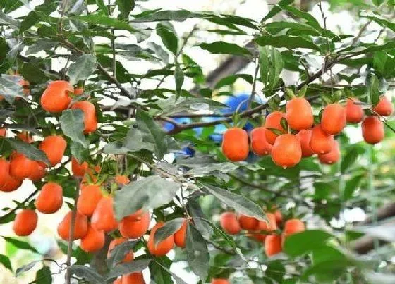 植物种类|金弹子是保护植物吗