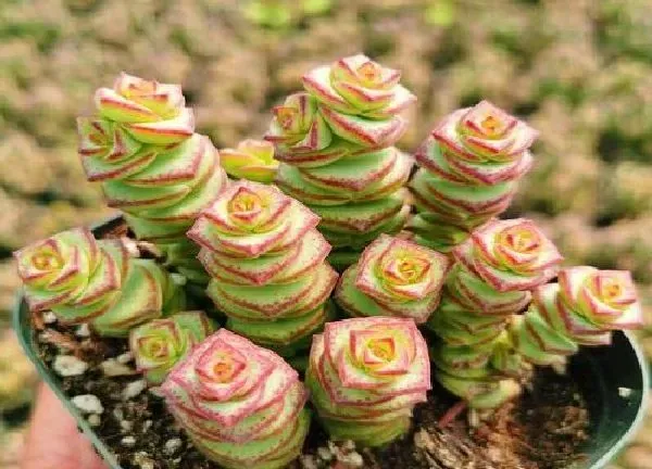 植物扦插|怎样扦插钱串成活率高