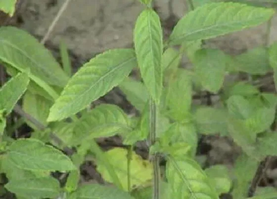 植物百科|仙草是什么植物