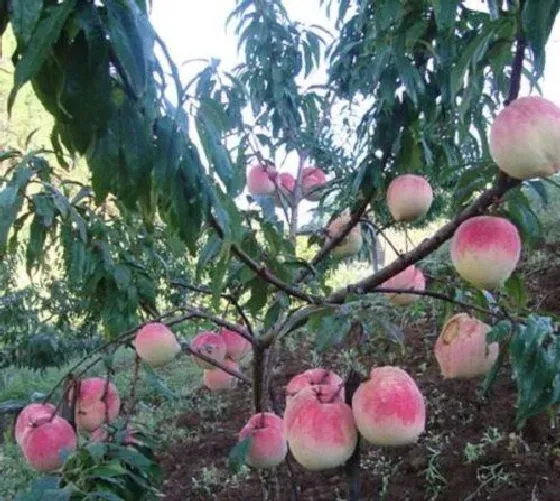 植物虫害|桃树病虫害防治技术 常见防治方法与措施