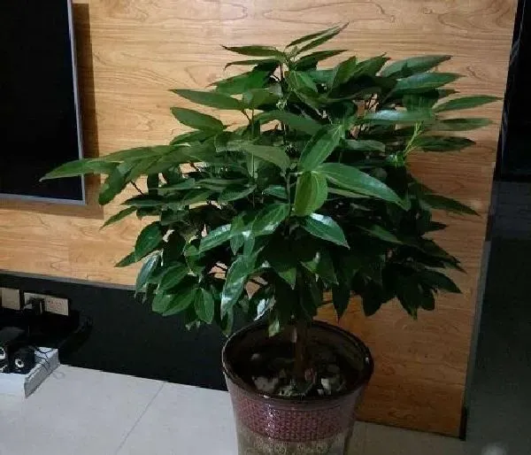 植物换土|平安树怎么换土 换土换盆时间和方法