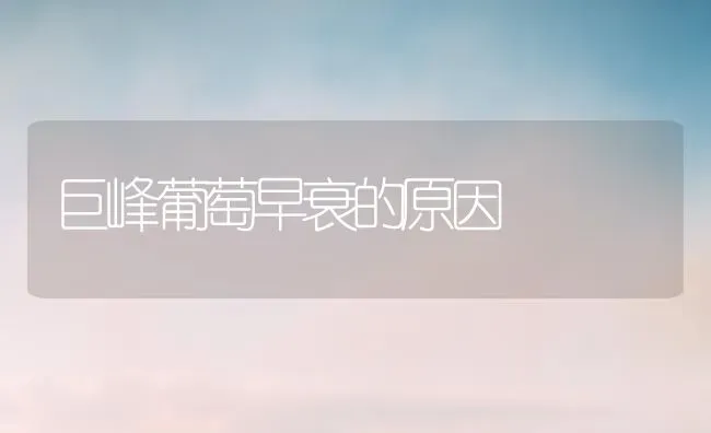 巨峰葡萄早衰的原因 | 瓜果种植
