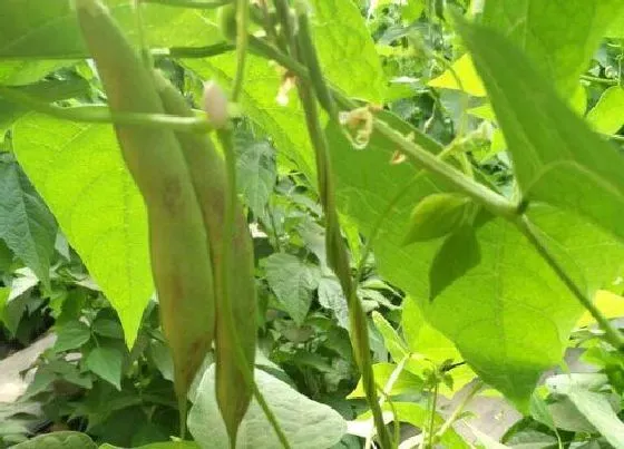 种植管理|油豆角种植技术与管理