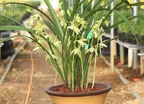 叶子发黄|兰花黄叶怎么处理