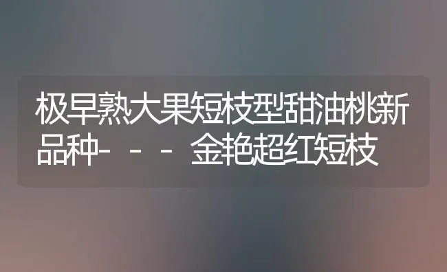 极早熟大果短枝型甜油桃新品种---金艳超红短枝 | 瓜果种植