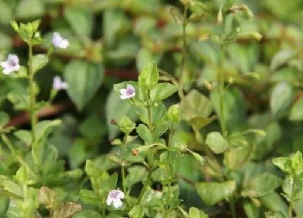 植物浇水|薄荷几天浇一次水最好