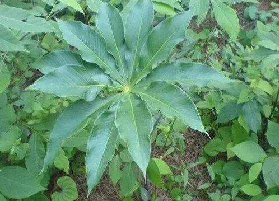 植物毒性|七叶一枝花有毒吗