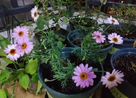 花期|菊花花期是什么时候