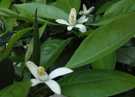 花语|什么花的花语是原谅