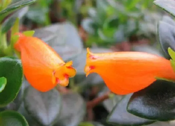 植物百科|金鱼吊兰开花吗 开花时间与样子