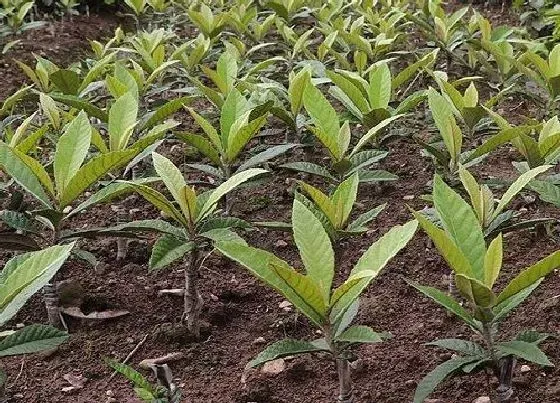 植物施肥|枇杷树施什么肥最好