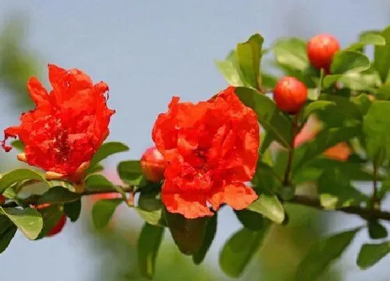 开花时间|石榴花一年开几次花 花期多长时间