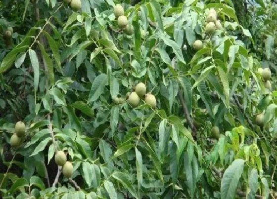 种植百科|香玲核桃栽种方法和注意事项