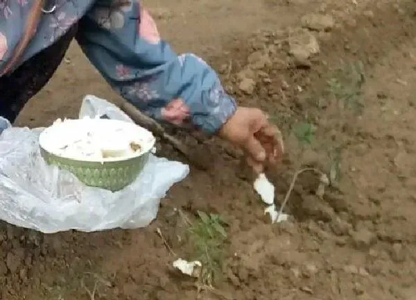 植物浇水|猪油可以浇花吗