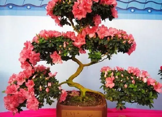 不开花|杜鹃为什么不开花