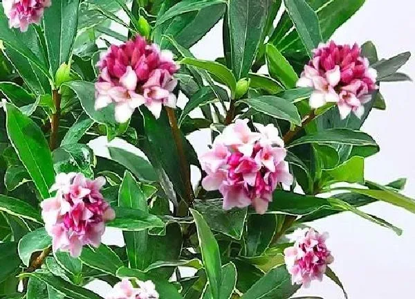 植物移栽|瑞香换盆后怎么处理掉花（瑞香花什么时候换盆最佳）