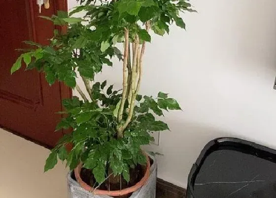 植物修剪|幸福树怎么修剪方法