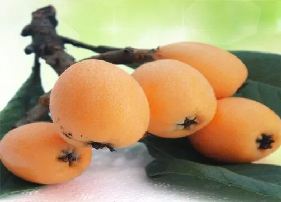 果实成熟|枇杷果什么季节成熟