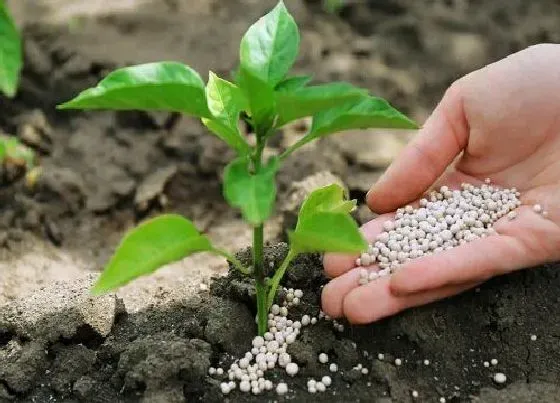 植物百科|磷元素对植物的作用 磷在植物生长中起什么作用及功能