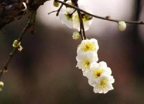 植物浇水|梅花几天浇一次水 春夏秋冬各不同