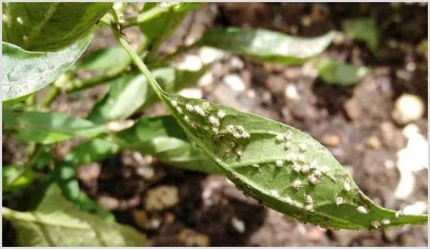 盆栽辣椒有白虫怎么办 | 种植技术