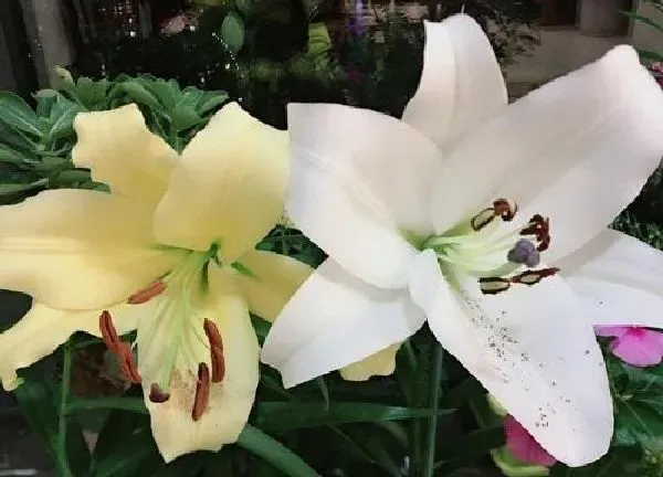 养殖科普|百合花喜水还是喜旱