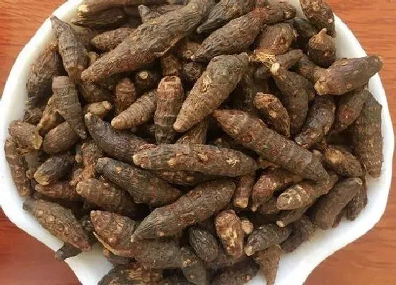 植物泡水|附子可以泡水喝吗